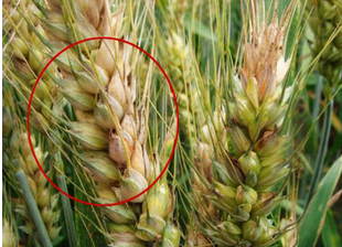 食品中真菌毒素的檢測(cè)方法有哪些？