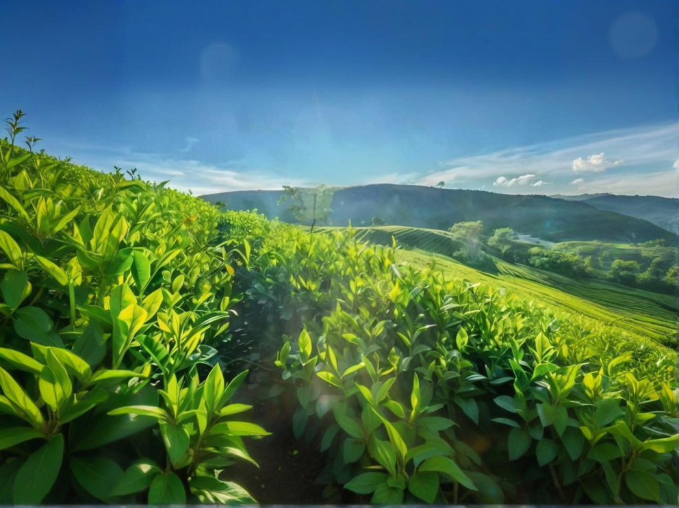 荼葉生產(chǎn)地配置了萊恩德農(nóng)藥殘留檢測儀，提升茶葉銷售市場