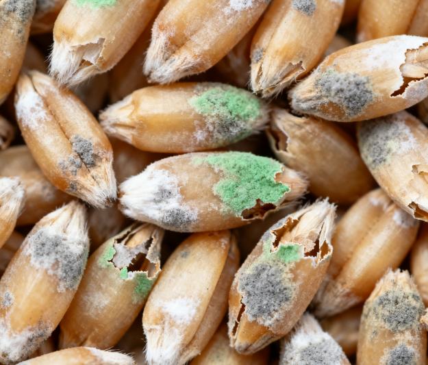 高校實驗室用：LD-LZ1真菌毒素檢測儀，熒光定量技術適配教學科研